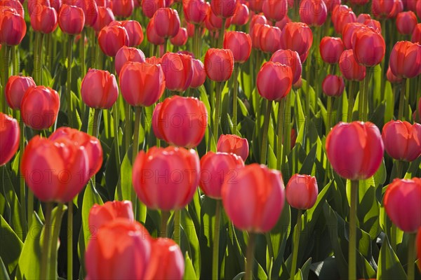 Close-up of backlit bright red Tulipa, Tulips in flower bed in spring, Ottawa, Ontario, Canada,