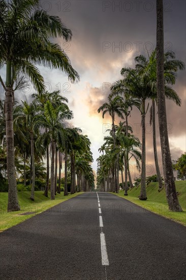 The famous palm avenue l'Allee Dumanoir. Landscape shot from the centre of the street into the