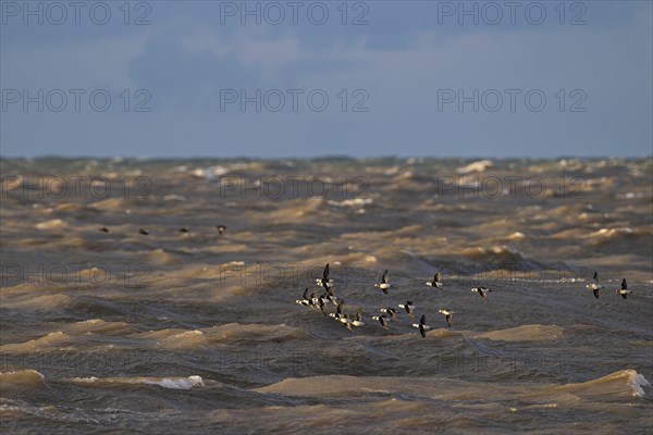 Long-tailed duck (Clangula hyemalis), small flock in flight over turbulent sea, Laanemaa, Estonia,