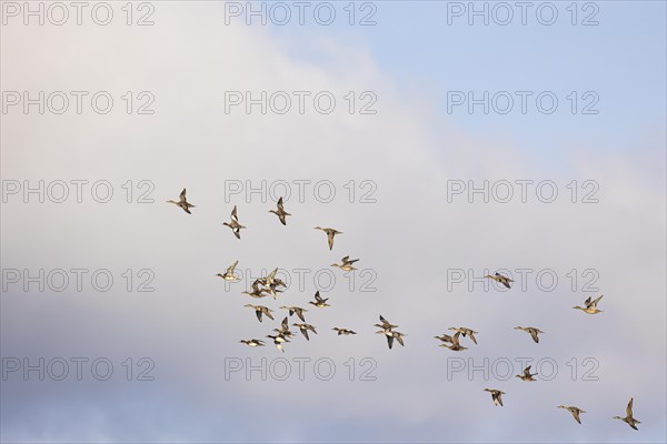 Gadwall (Anas strepera) and wigeon (Anas penelope), small flock in flight, Laanemaa, Estonia,