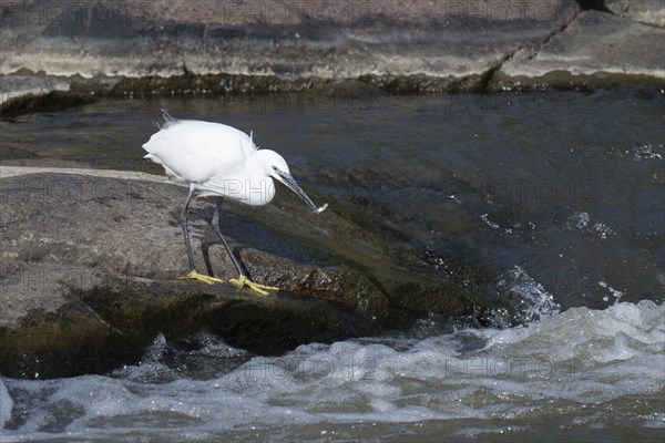 Cattle Egret Cattle Egret (Bubulcus ibis), Mziki Private Game Reserve, North West Province, South