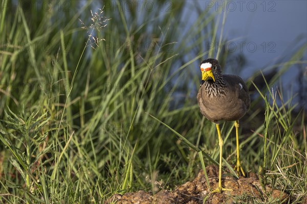 African wattled lapwing (Vanellus senegallus), Mziki Private Game Reserve, North West Province,