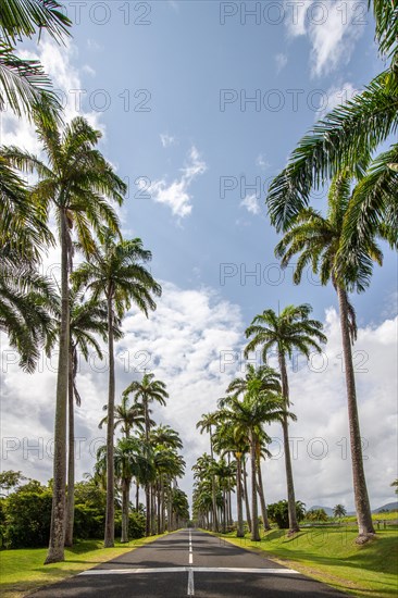 The famous palm avenue l'Allee Dumanoir. Landscape shot from the centre of the street into the