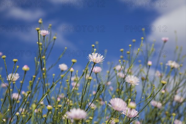 Close-up of mauve Erigeron, Fleabane flowers against a blue sky in late summer, Quebec, Canada,
