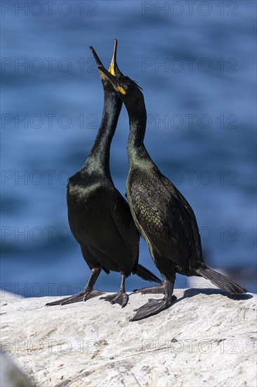 Common shag (Phalacrocorax aristotelis), breeding pair during courtship display, Hornoya Island,