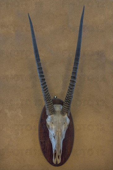 Hunting trophy of an antelope skull on a wall, hunted in 1912 in former German South West Africa,