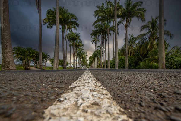 The famous palm avenue l'Allee Dumanoir. Landscape shot from the centre of the street into the