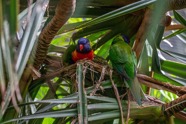 Portrait of a loris, parrot. Beautiful shot of the animals in the forest on Guadeloupe, Caribbean,