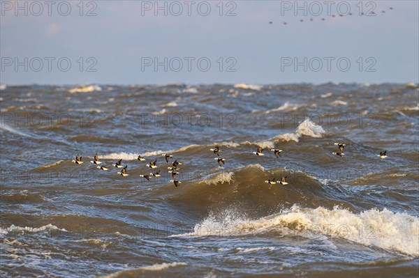 Long-tailed duck (Clangula hyemalis), small flock in flight over turbulent sea, Laanemaa, Estonia,
