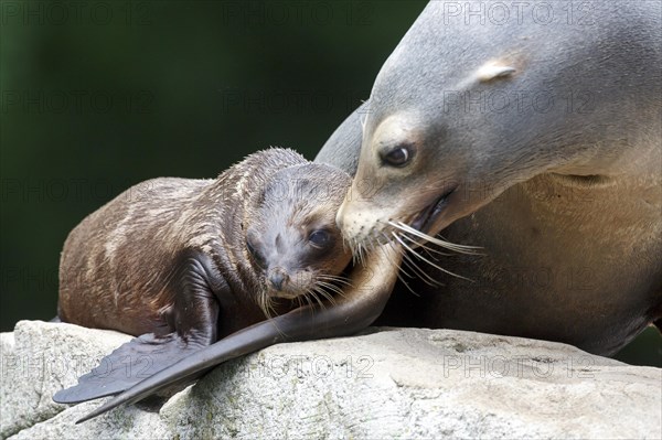 California sea lion (Zalophus californianus), An adult sea lion and a juvenile showing love and