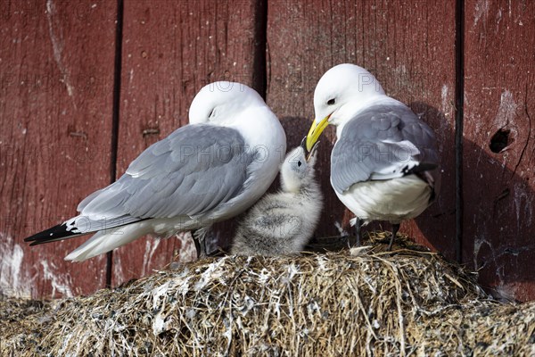 Black-legged kittiwake (Rissa tridactyla), breeding pair with chicks begging for food on nest on
