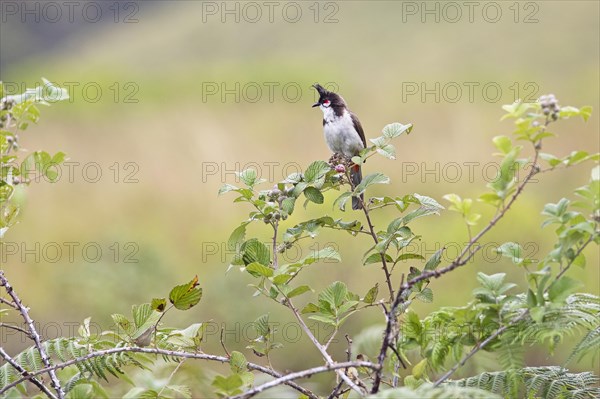 Red-vented Bulbul (Pycnonotus cafer) or Sooty Bulbul in Eravikulam National Park, Kannan Devan