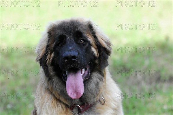 Leonberger dog, frontal view of a dog with its tongue sticking out in a meadow, Leonberger dog,