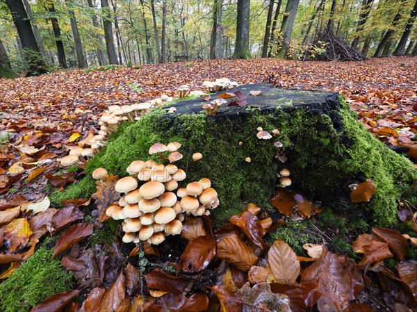 Group of green-leaved sulphur-head (Hypholoma fasciculare) growing on a tree trunk, North