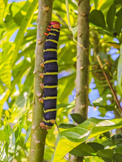 Jardin Botaniqu de Deshaies, botanical garden with flora and fauna in Guadeloupe, Caribbean, French