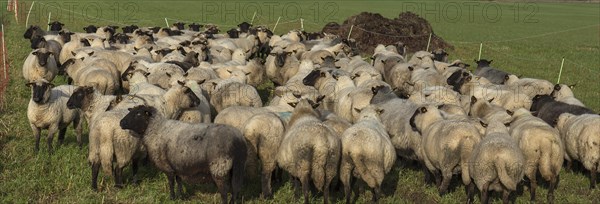 Black-headed domestic sheep (Ovis gmelini aries) waiting in the pen in front of the new pasture,