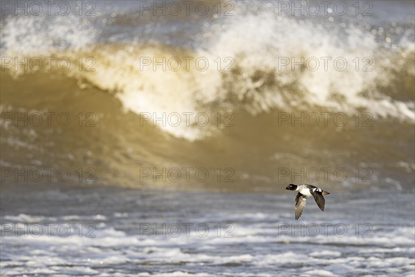 Common goldeneye (Bucephala clangula), adult female in flight in front of a turbulent lake,