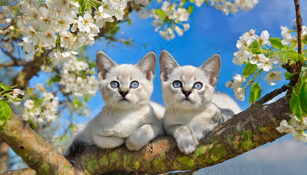 KI generated, animal, animals, mammal, mammals, cat, felidae (Felis catus), two kittens resting in