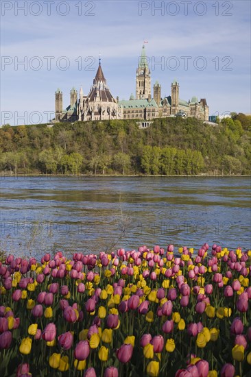 Bed of pink and yellow Tulipa, Tulips plus Chateau Laurier and Canadian Parliament buildings across