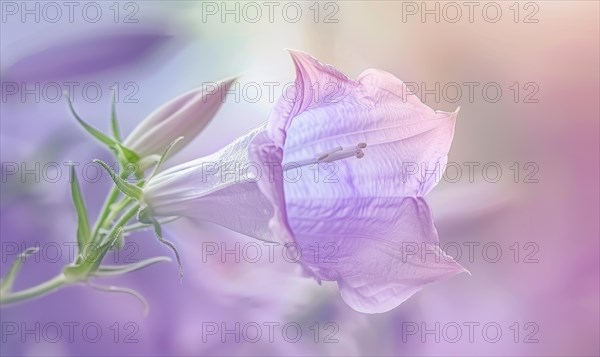 Close-up of a bellflower in soft light, closeup view, selective focus, spring background AI