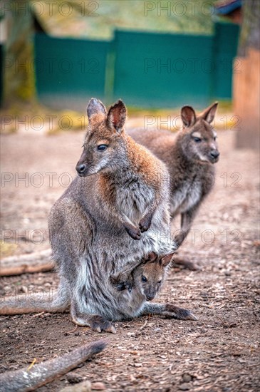 Red-necked wallaby (Macropus rufogriseus) with its offspring in the pouch, Eisenberg, Thuringia,