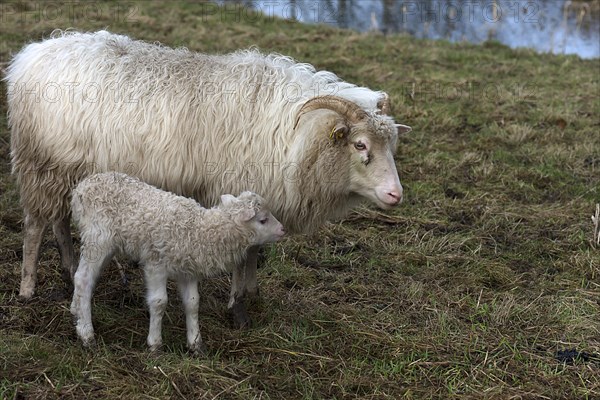 Horned moorland sheep (Ovis aries) with their lamb on the pasture, Mecklenburg-Western Pomerania,