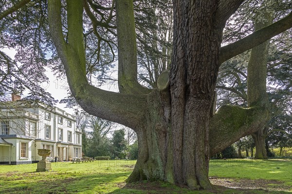 Large tree in the garden of the youth hostel, Tiddington, Stratford upon Avon, England, Great