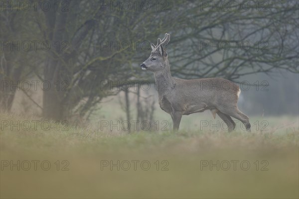 European roe deer (Capreolus capreolus), roebuck with horns in velvet and winter coat looking