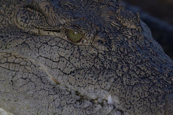 Nile crocodile (Crocodylus niloticus) Mziki Private Game Reserve, North West Province, South