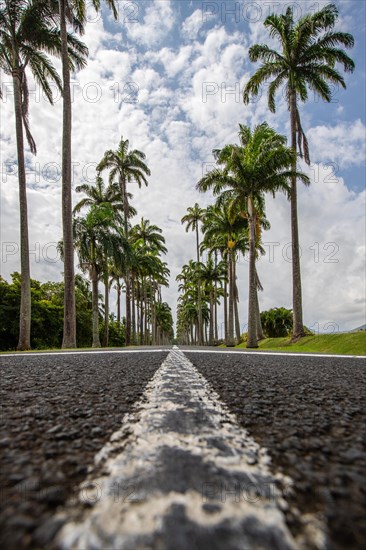 The famous palm avenue l'Allee Dumanoir. Landscape shot from the centre of the street into the