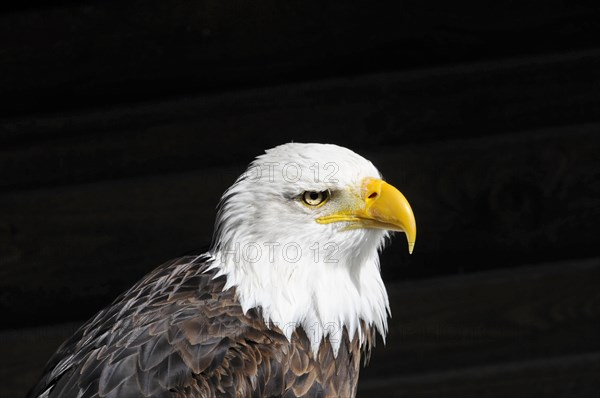 Bald eagle, Haliaeetus leucocephalus, Portrait of a bald eagle on a black background with a sharp
