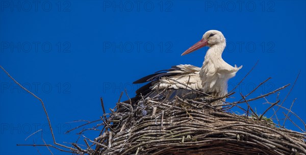 Stork (ciconia) in the nest on the roof of the town hall, Tangermuende, Saxony-Anhalt, Germany,