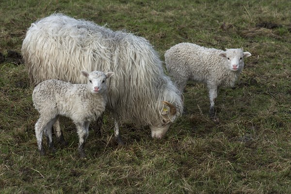 Horned moorland sheep (Ovis aries) with their lambs on the pasture, Mecklenburg-Western Pomerania,