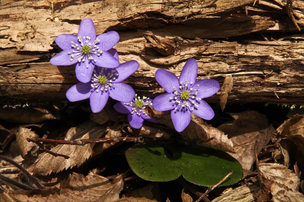 Liverwort, Hepatica nobilis, Hintelestal, Upper Danube nature park Park, Tuttlingen district,