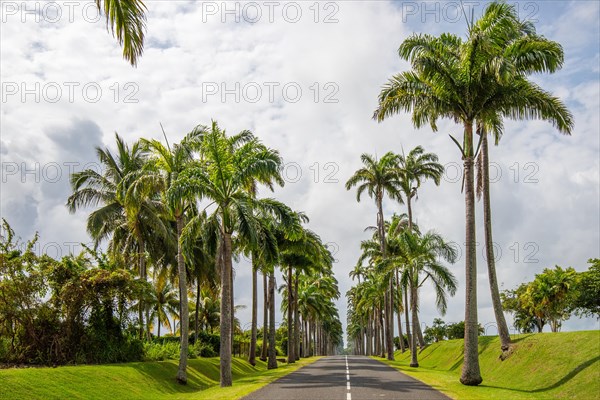 The famous palm avenue l'Allee Dumanoir. Landscape shot from the centre of the street into the