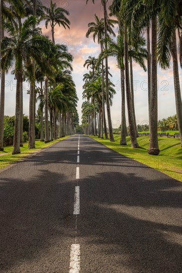 The famous palm avenue l'Allee Dumanoir. Landscape shot from the centre of the street into the