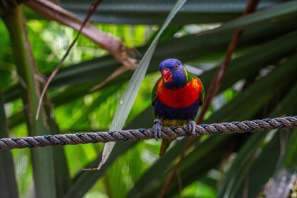 Portrait of a loris, parrot. Beautiful shot of the animals in the forest on Guadeloupe, Caribbean,