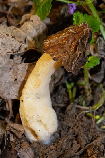 Cap morel Fruit bodies with light brown weblike caps and whitish stalk in soil in front of brown