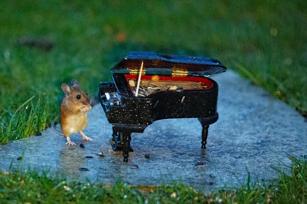 Wood mouse holding food in hands next to piano standing on stone slab in green grass looking from
