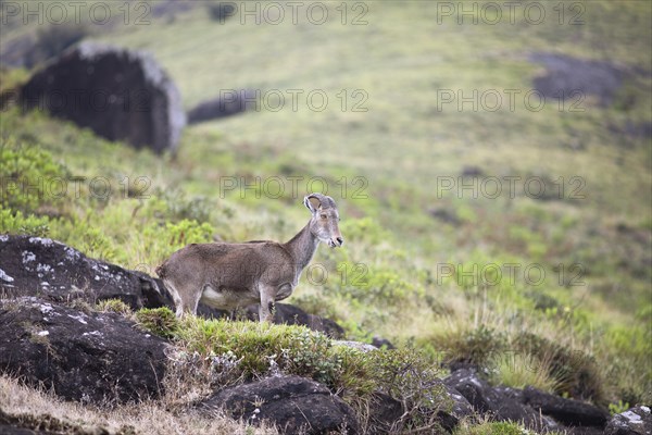 Nilgiri tahr (Nilgiritragus hylocrius, until 2005 Hemitragus hylocrius) or endemic goat species in