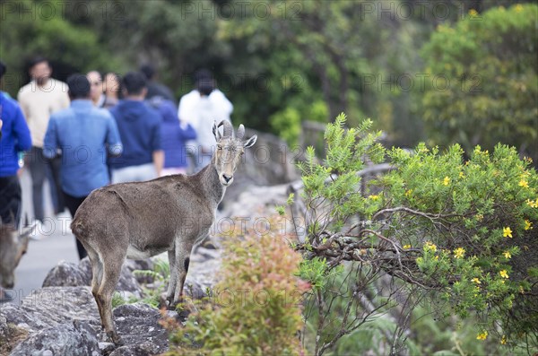 Nilgiri tahr (Nilgiritragus hylocrius, until 2005 Hemitragus hylocrius) or endemic goat species in