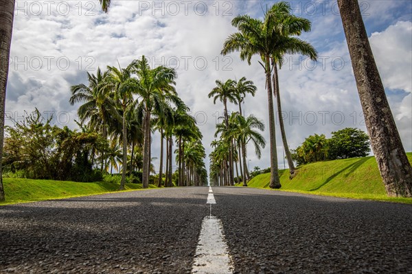 The famous palm avenue l'Allee Dumanoir. Landscape shot from the centre of the street into the