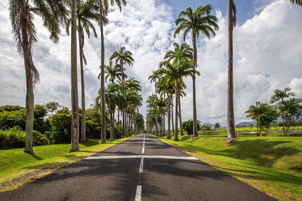 The famous palm avenue l'Allee Dumanoir. Landscape shot from the centre of the street into the