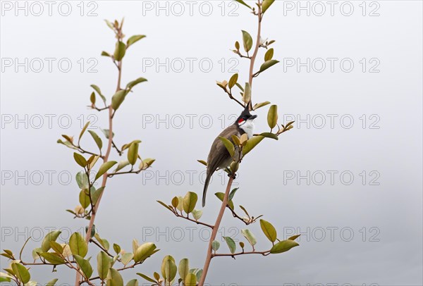 Red-vented Bulbul (Pycnonotus cafer) or Sooty Bulbul in Eravikulam National Park, Kannan Devan