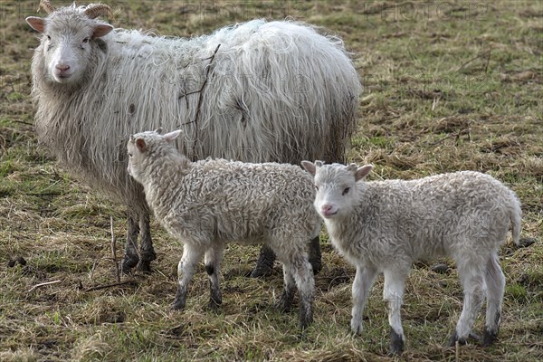 Horned moorland sheep (Ovis aries) with their lambs on the pasture, Mecklenburg-Western Pomerania,
