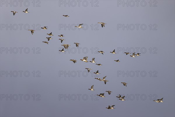Eurasian wigeon (Anas penelope) and gadwall (Anas strepera), small flock in flight, Laanemaa,