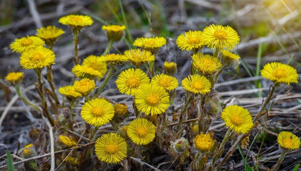Sunlit yellow flowers in a meadow, medicinal plant coltsfoot, Tussilago farfara, KI generated, AI
