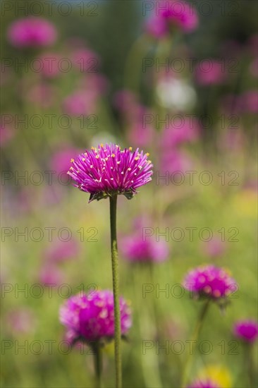 Close-up of pink and yellow Gomphrena globosa 'Truffula Pink' flower in summer, Quebec, Canada,