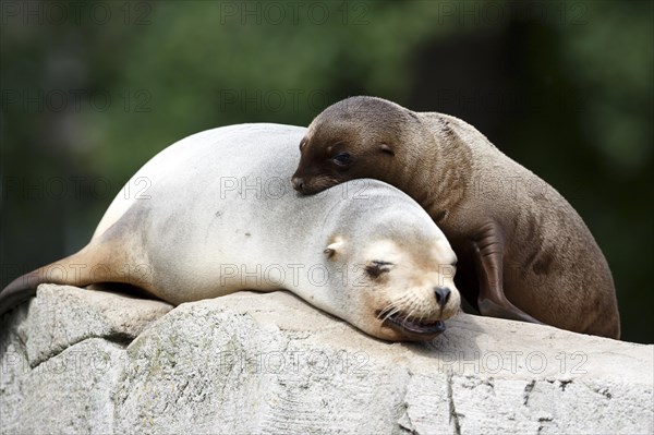 California sea lion (Zalophus californianus), An adult sea lion and a juvenile showing love and