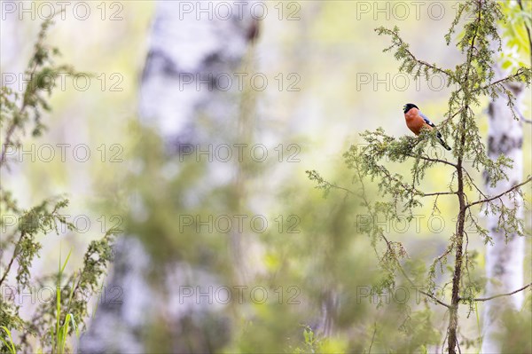 Eurasian bullfinch (Pyrrhula pyrrhula), adult male feeding, Ovre Pasvik National Park,